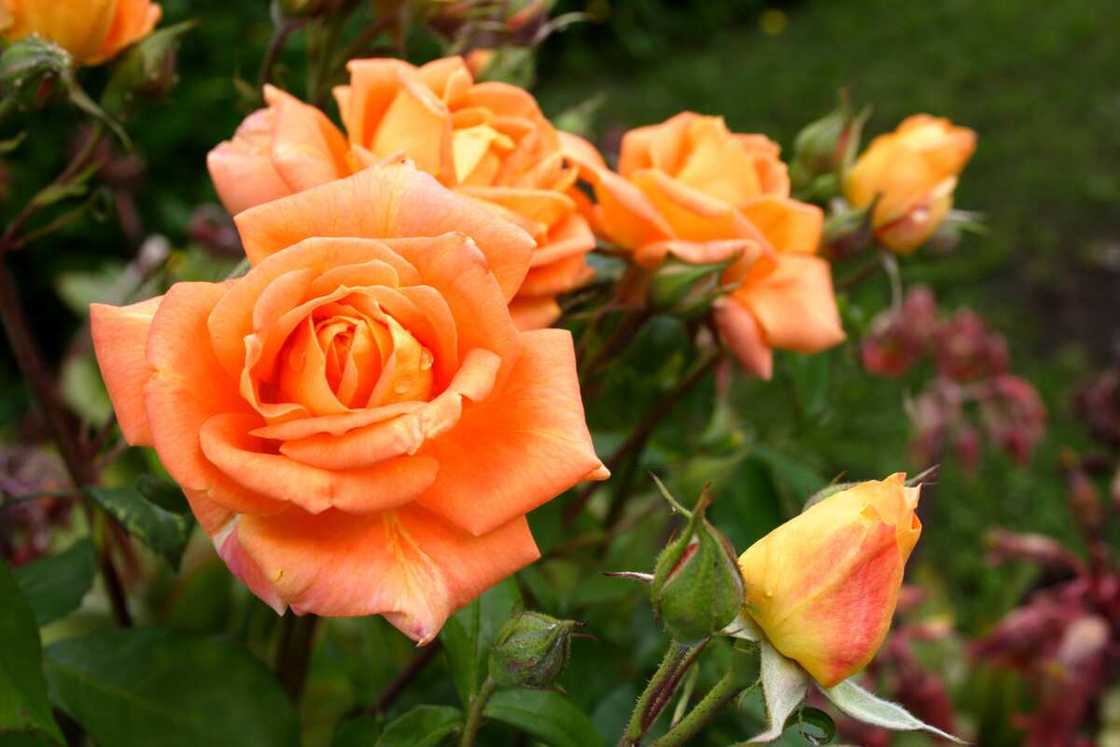 Orange roses Orange roses