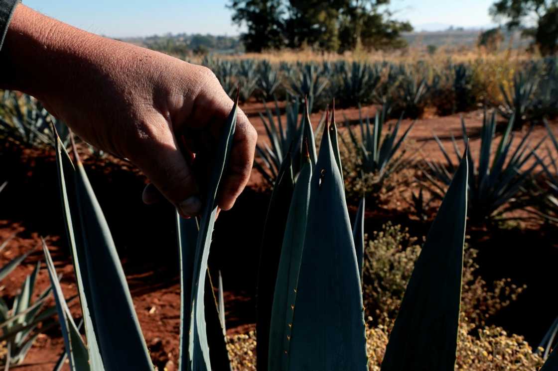 Instead of bringing good times for agave farmers, the tequila boom has created a supply glut