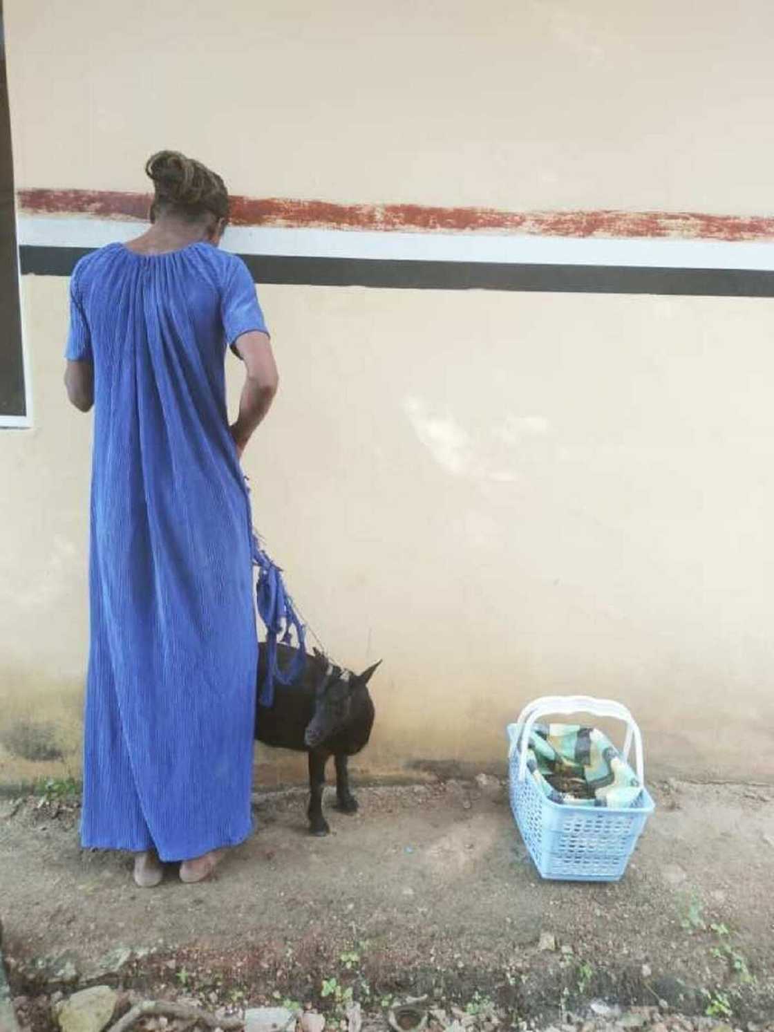 An kama matan auren da ta bar gidanta zuwa wani unguwa don satar akuya An kama matan auren da ta bar gidanta zuwa wani unguwa don satar akuya