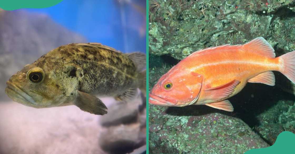 Different species of Rougheye Rockfish in water