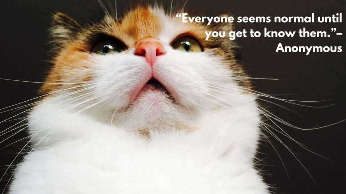 Sarcastic love quotes Sarcastic love quotes