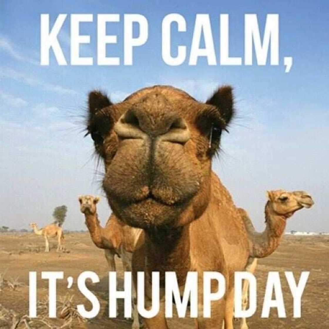 Happy Wednesday Happy Wednesday
