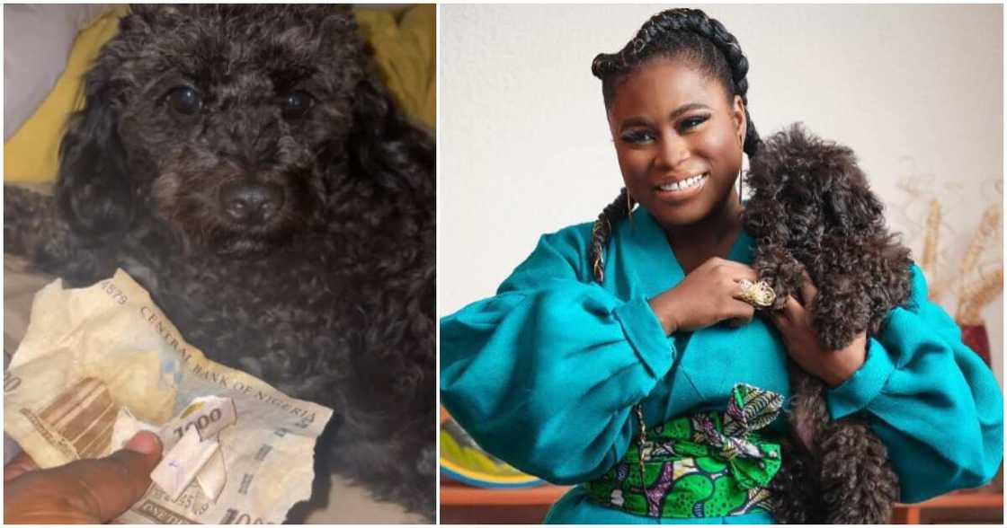 Lydia Forson scolds her dog in video