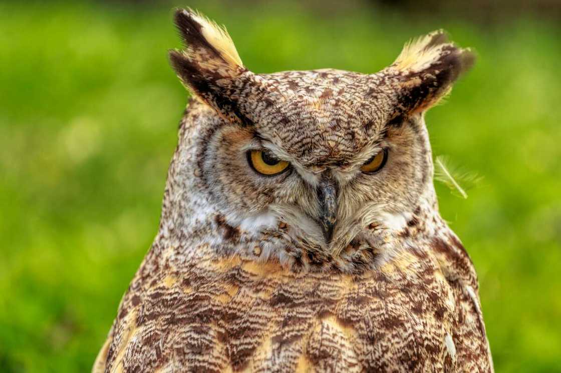 A close up of the Eurasian eagle-owl A close up of the Eurasian eagle-owl
