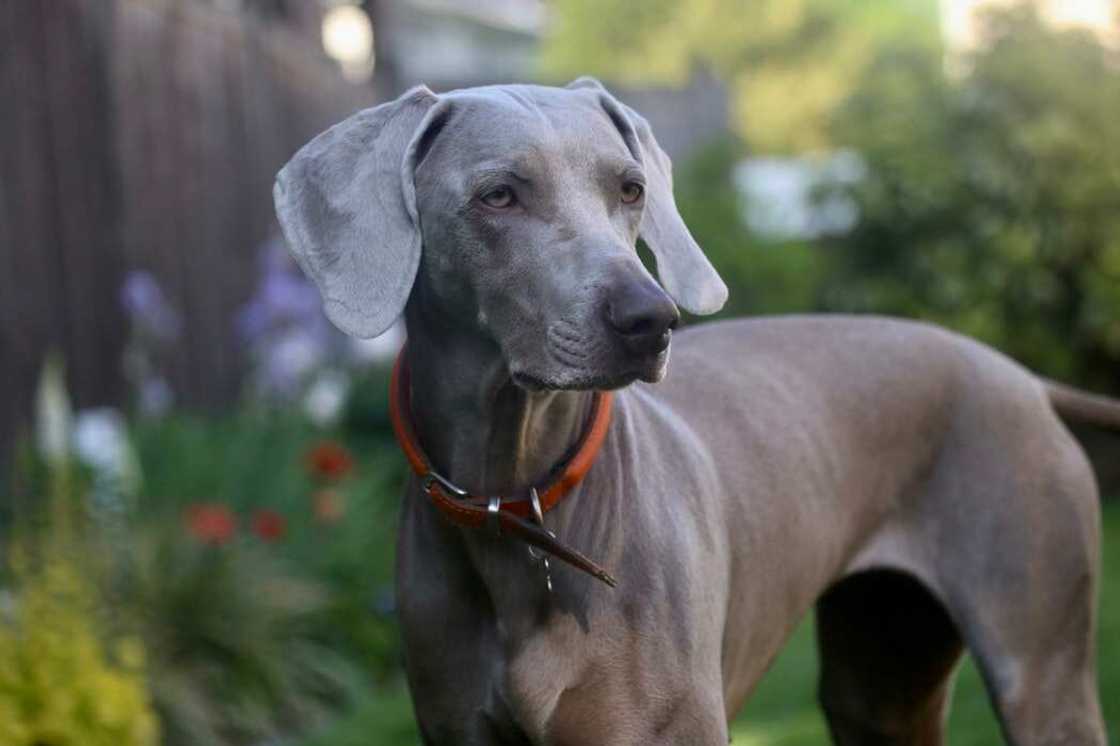 What is the biggest dog in the world 2019? What is the biggest dog in the world 2019?