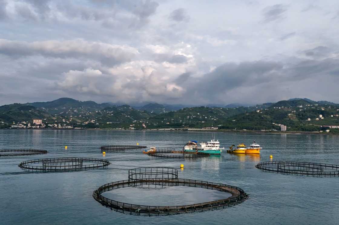 Turkey exported over 78,000 tonnes of trout raised in its Black Sea waters last year, 16 times more than in 2018 Turkey exported over 78,000 tonnes of trout raised in its Black Sea waters last year, 16 times more than in 2018