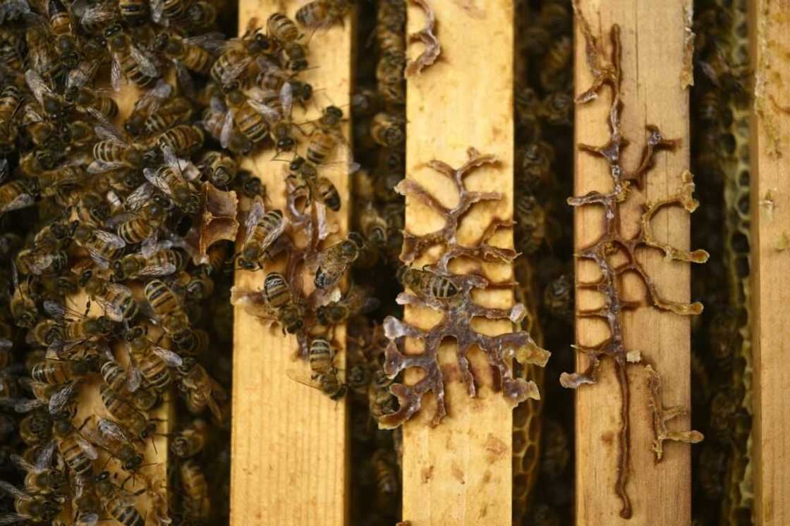 'You still have the beauty of the bees,' enthuses US entomologist Jeffery Pettis 'You still have the beauty of the bees,' enthuses US entomologist Jeffery Pettis