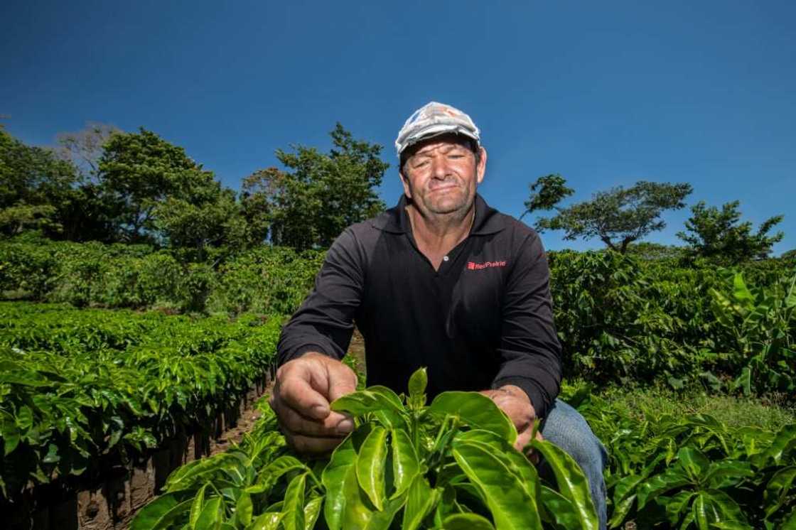 Previously, farmers like Johel Alvarado needed to do little more than plant and wait for the country's once-consistent rains. Now he has had to install a drip irrigation system on his four-hectare coffee plantation which he says is keeping him in business Previously, farmers like Johel Alvarado needed to do little more than plant and wait for the country's once-consistent rains. Now he has had to install a drip irrigation system on his four-hectare coffee plantation which he says is keeping him in business