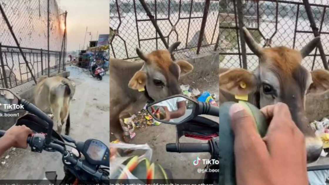 Kind stranger feeds cow Kind stranger feeds cow
