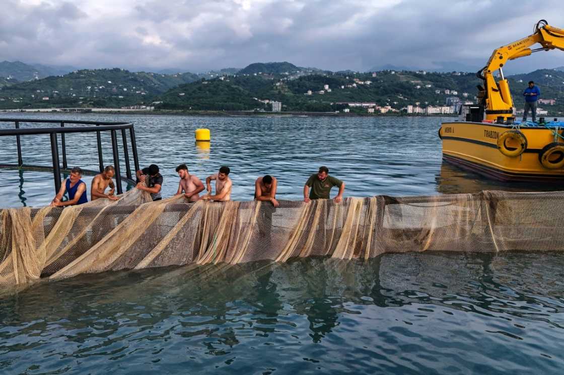 Some local fishermen say the intensive trout farming is driving away other Black Sea species Some local fishermen say the intensive trout farming is driving away other Black Sea species
