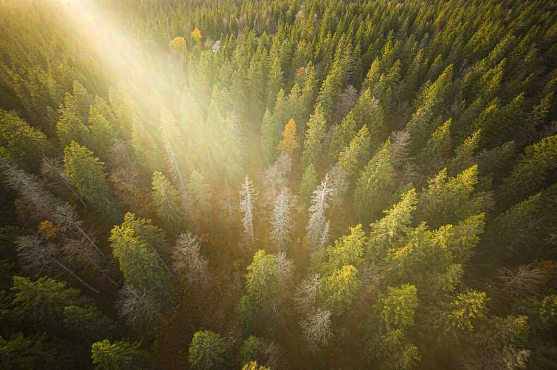 Dead spruces in Risoud Forest. Drier weather threatens the wood's special tonal qualities