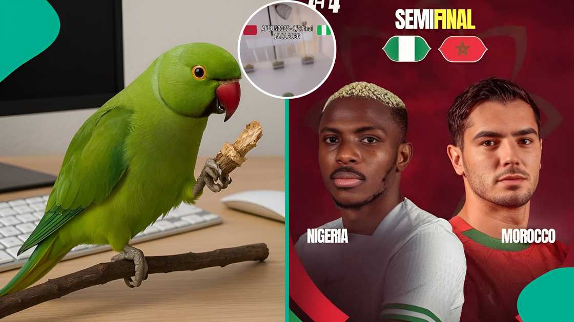 A parrot that correctly predicted Nigeria vs Algeria AFCON quarter-final now predicts the semi-final, trending on social media, with fans reacting online. A parrot that correctly predicted Nigeria vs Algeria AFCON quarter-final now predicts the semi-final, trending on social media, with fans reacting online.