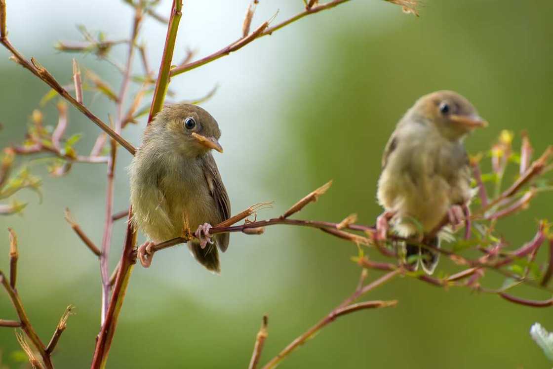 Birds' spiritual meaning