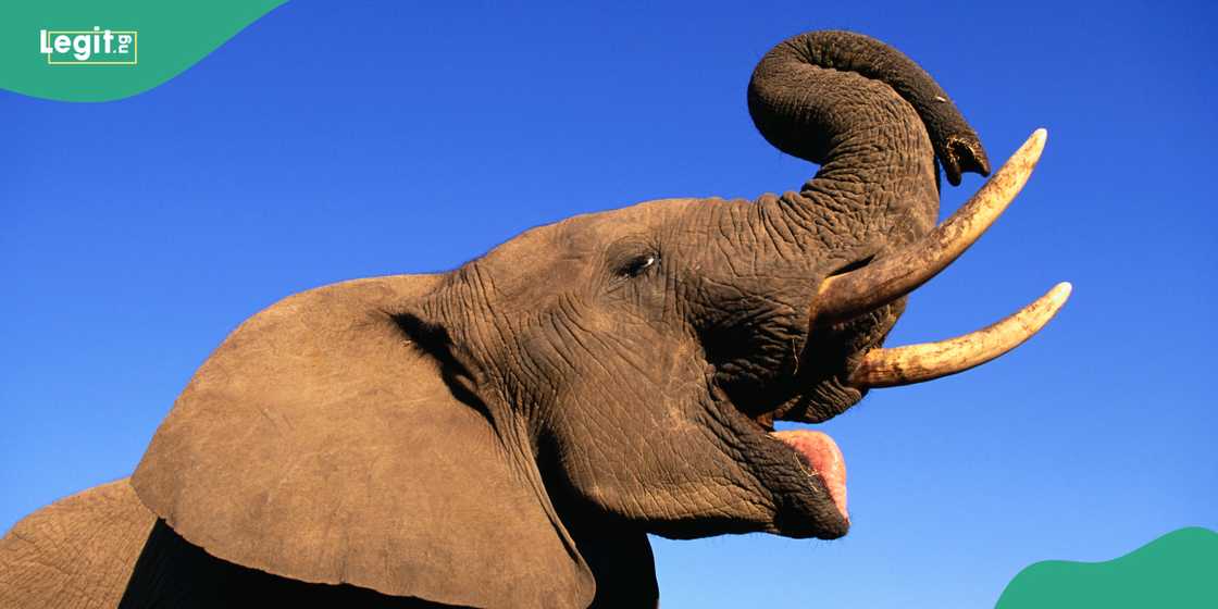 Wild elephant attacks and kills farmer in Ogun state Wild elephant attacks and kills farmer in Ogun state