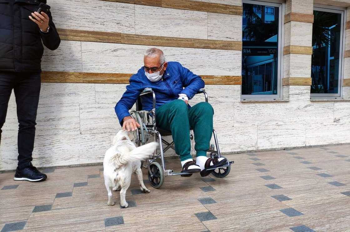 Sweet dog stands outside hospital for 6 days till owner is discharged Sweet dog stands outside hospital for 6 days till owner is discharged