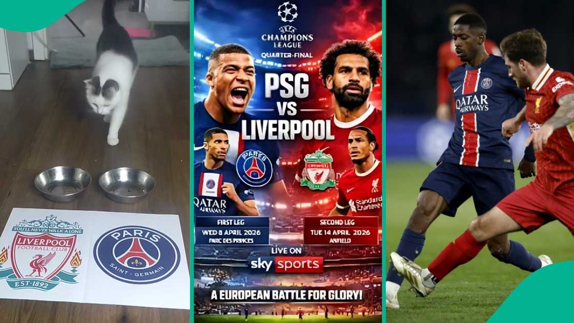 A cat has shared his prediction on the winner of the UEFA champions league quarter-final match between PSG and Liverpool FC