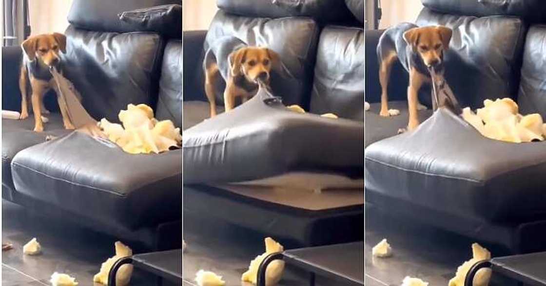 Dog scatters couch, sad dog Dog scatters couch, sad dog