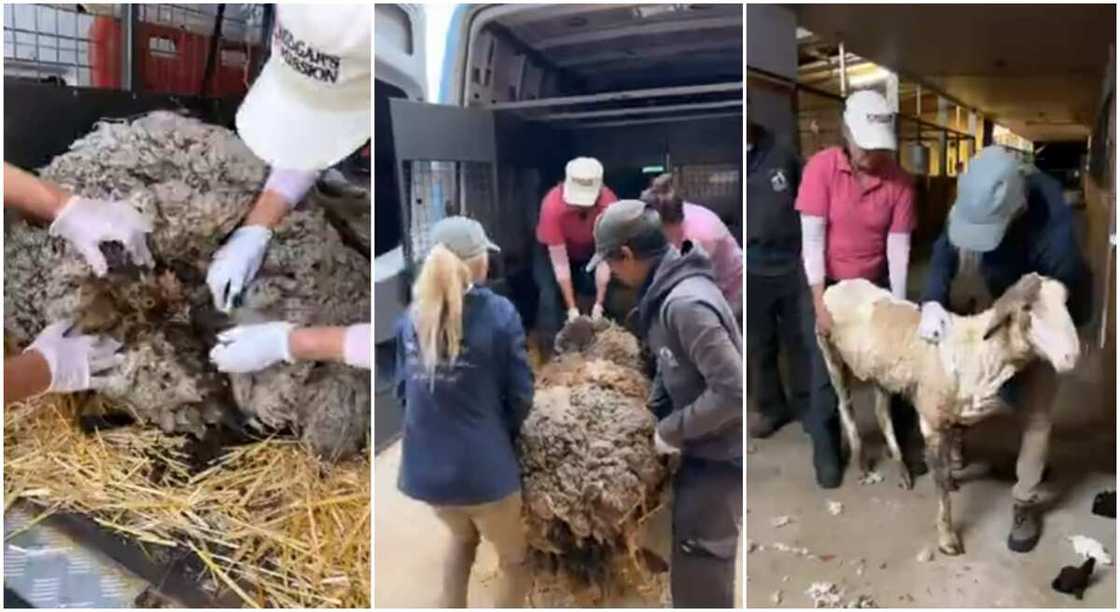 Amazing moment a helpless sheep weighed down by a 40kg hair got a clean shave. Amazing moment a helpless sheep weighed down by a 40kg hair got a clean shave.