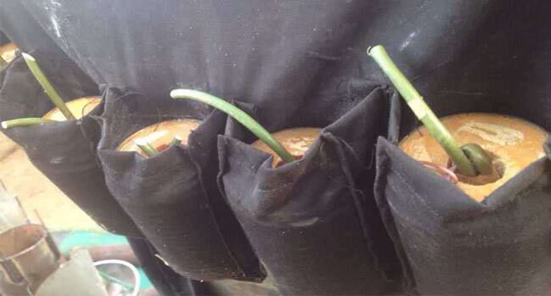 Kaiƙayi koma kan mashekiya: Wata yar ƙunar baƙin wake ta kai hari a Borno, ya ƙare akanta Kaiƙayi koma kan mashekiya: Wata yar ƙunar baƙin wake ta kai hari a Borno, ya ƙare akanta