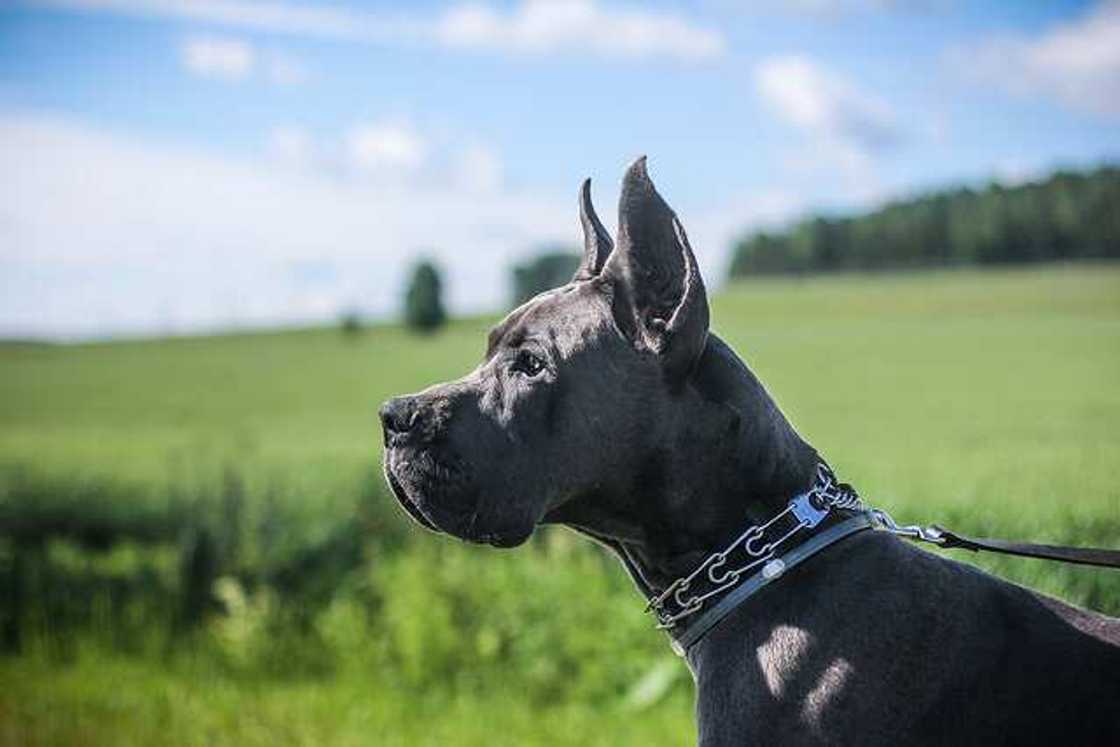 The Great Dane The Great Dane