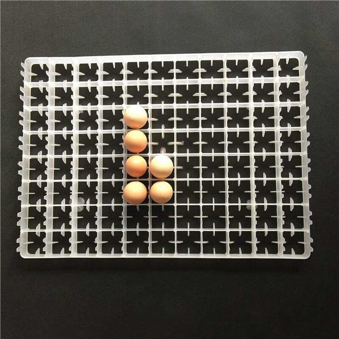 Egg Tray