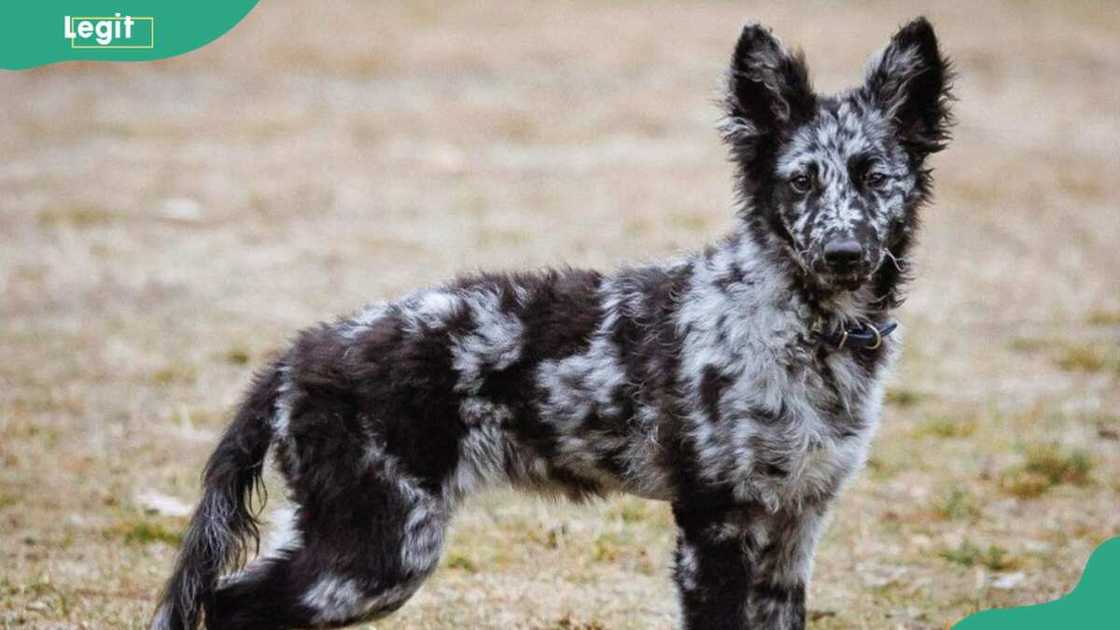 Mudi Merle breed Mudi Merle breed