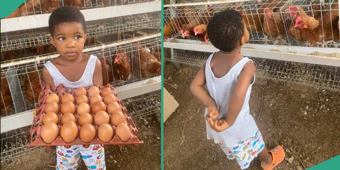 Little girl at a poultry farm. Little girl at a poultry farm.