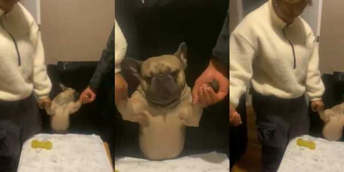 Funny Reactions as Dog Takes Part in Family New Year Prayers Funny Reactions as Dog Takes Part in Family New Year Prayers