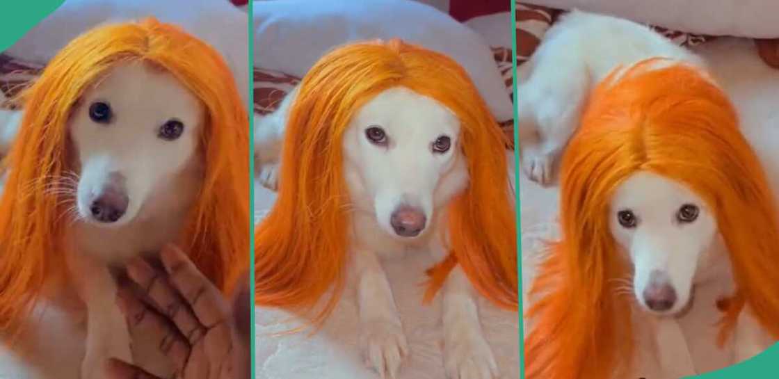 Dog gets wig as Christmas gift. Dog gets wig as Christmas gift.