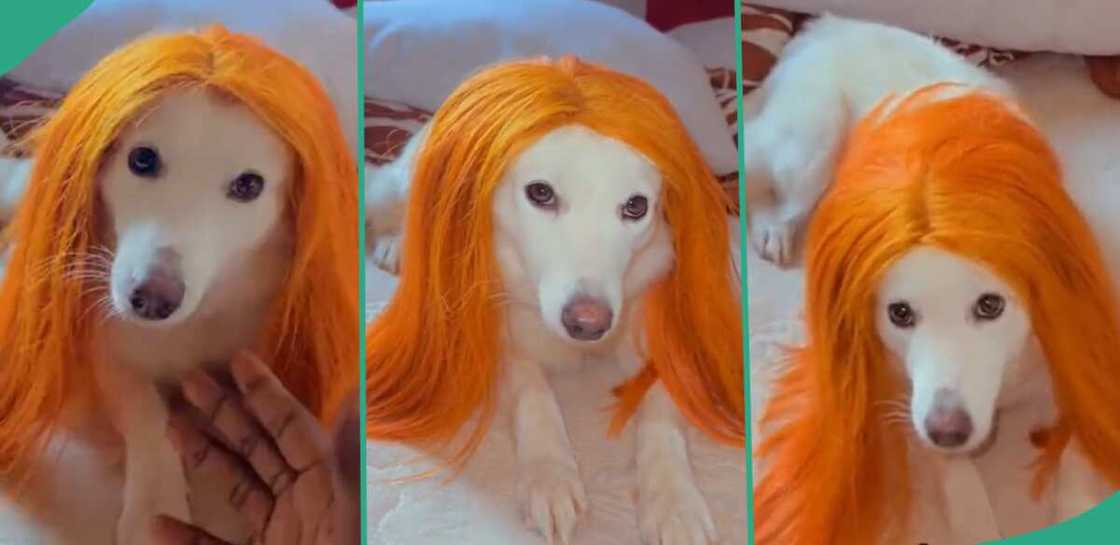 Dog gets wig as Christmas gift.