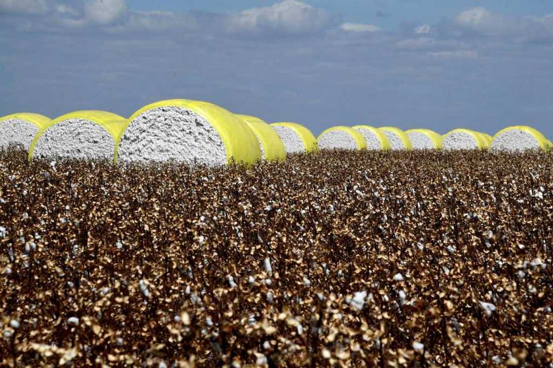 Cotton bales in a field at Pamplona farm in Cristalina, Brazil on July 14, 2022 Cotton bales in a field at Pamplona farm in Cristalina, Brazil on July 14, 2022
