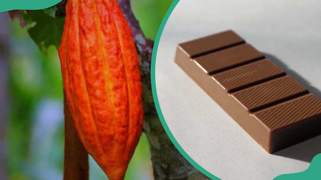A cacao tree and chocolate bar A cacao tree and chocolate bar