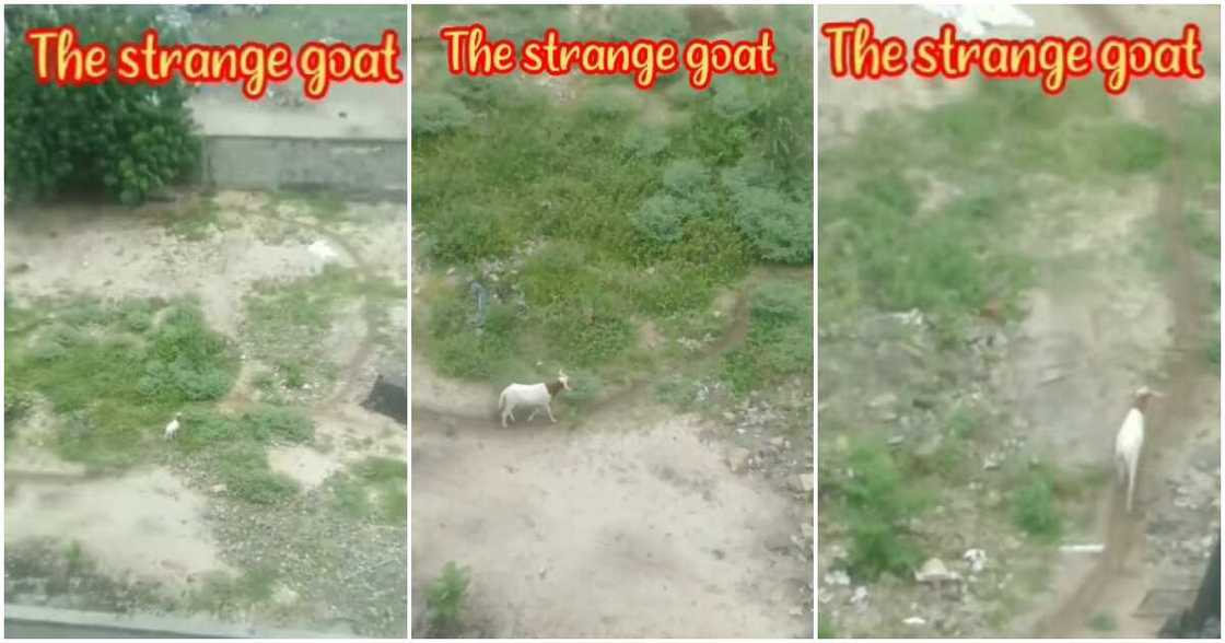 Ram, going in circles, three days Ram, going in circles, three days