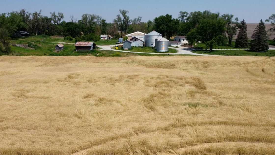 China is set to impose fresh tariffs of 15 percent on US wheat and several other farm products China is set to impose fresh tariffs of 15 percent on US wheat and several other farm products