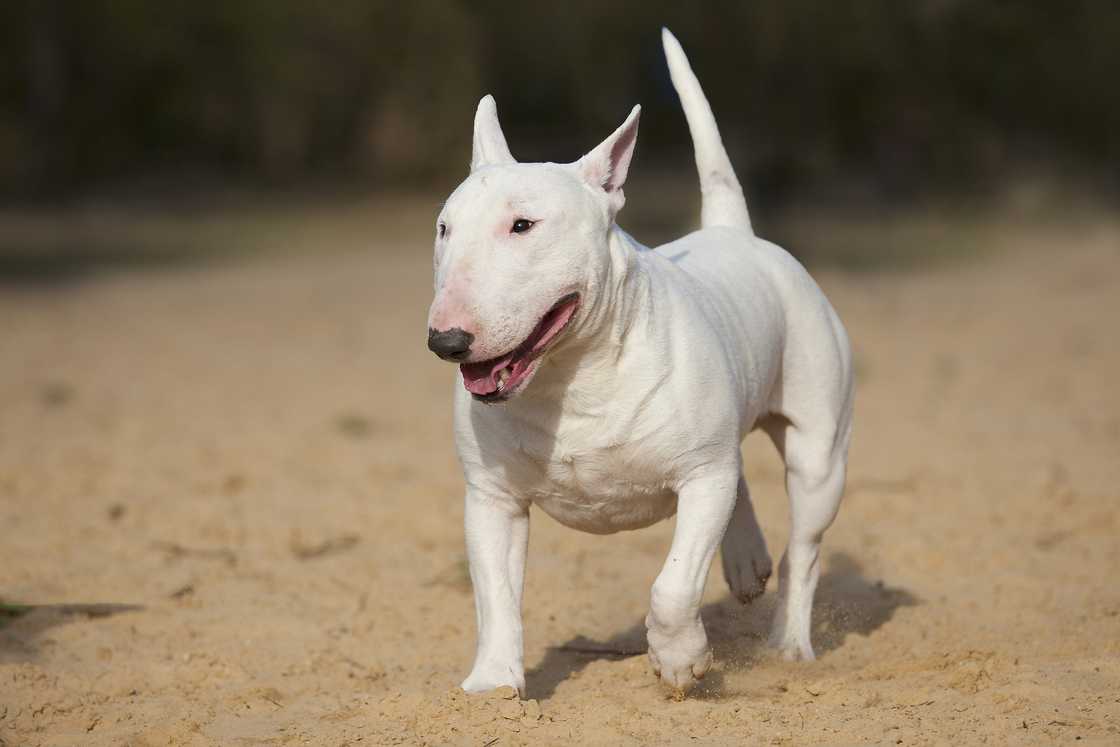 A Bull Terrier walking slowly