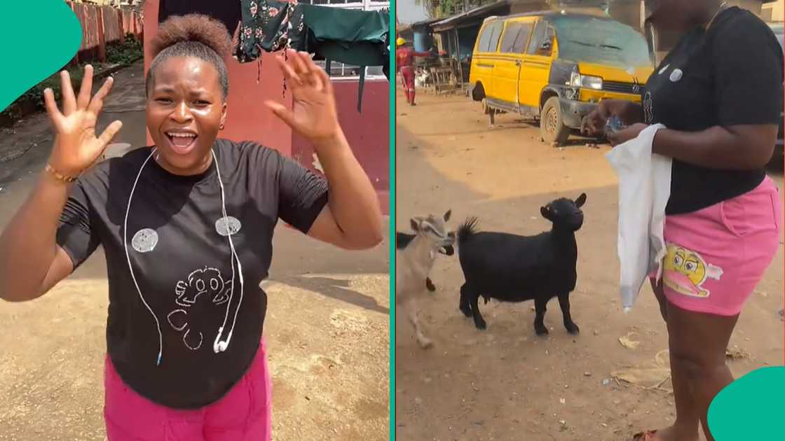 Nigerian lady feeds random goats at ikotun