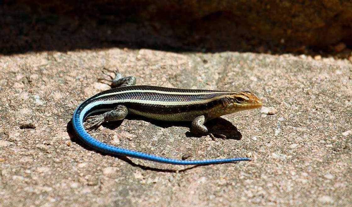 How to get rid of lizards How to get rid of lizards