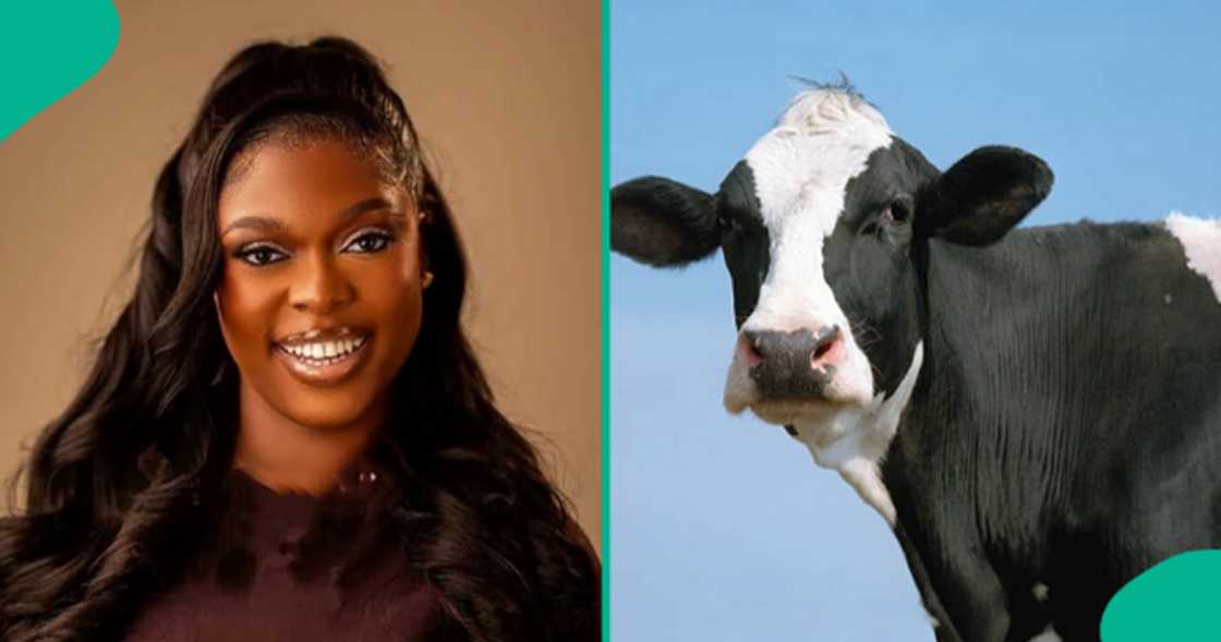 Lady cries out after paying N930k for one cow. Lady cries out after paying N930k for one cow.
