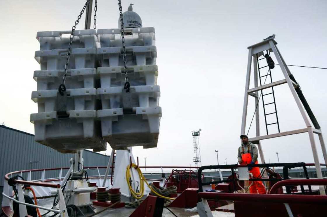 Delays to UK exports have caused the prices of some white fish to drop Delays to UK exports have caused the prices of some white fish to drop