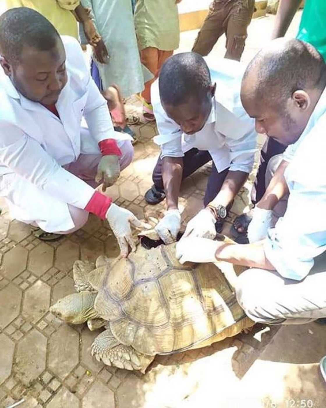 Hotuna: Kunkuru mai shekaru 80 da mota ta taka ya rayu