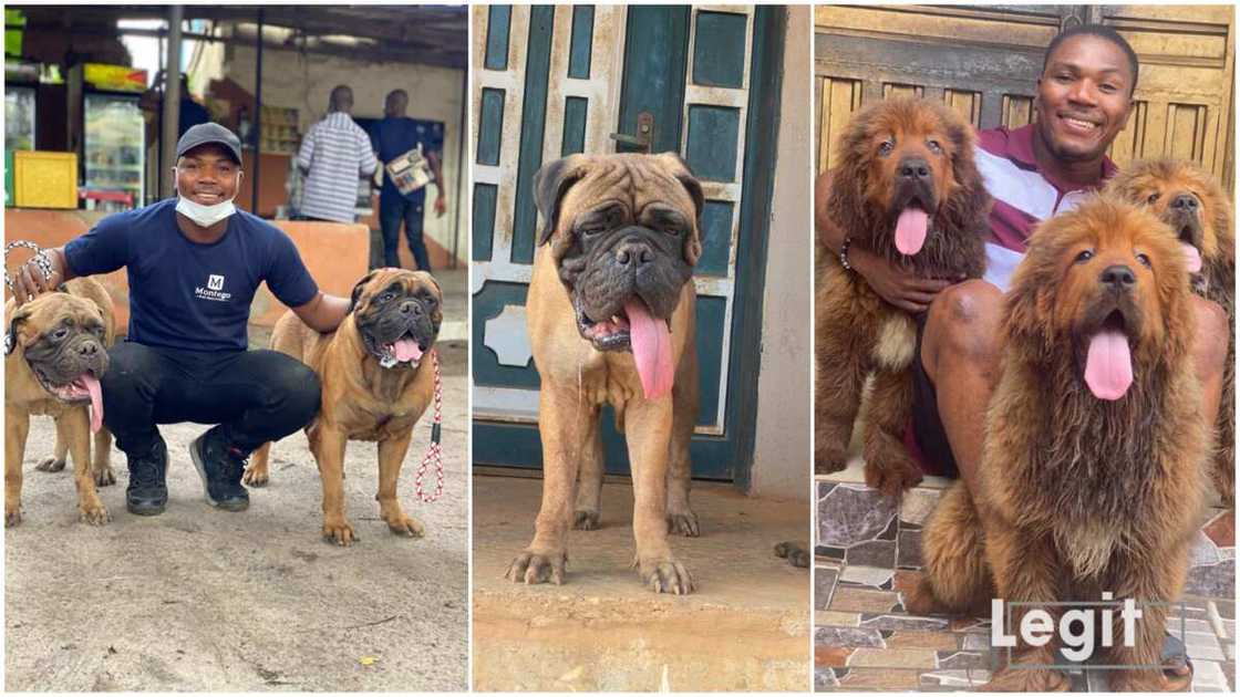 Bullmastiff breed in Lagos/Nigerian man looked for dog partner. Bullmastiff breed in Lagos/Nigerian man looked for dog partner.
