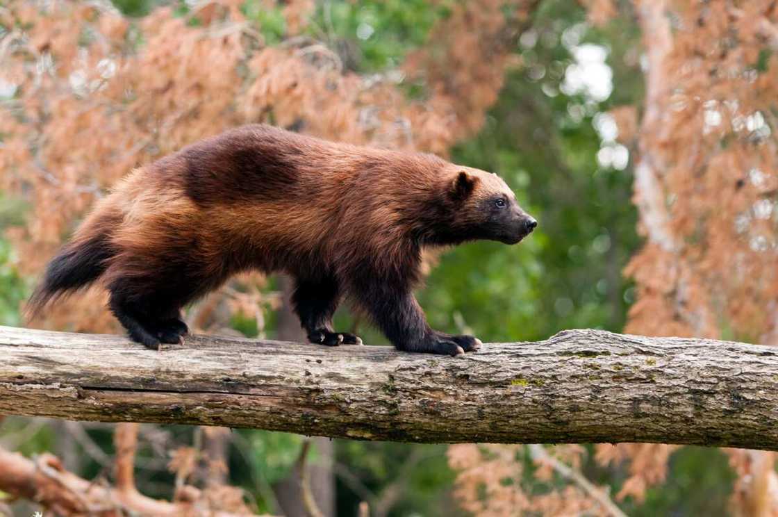 Wolverine animal