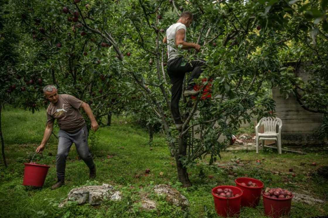 Harvesters said this year's apple crop had already been problematic owing to climate change Harvesters said this year's apple crop had already been problematic owing to climate change