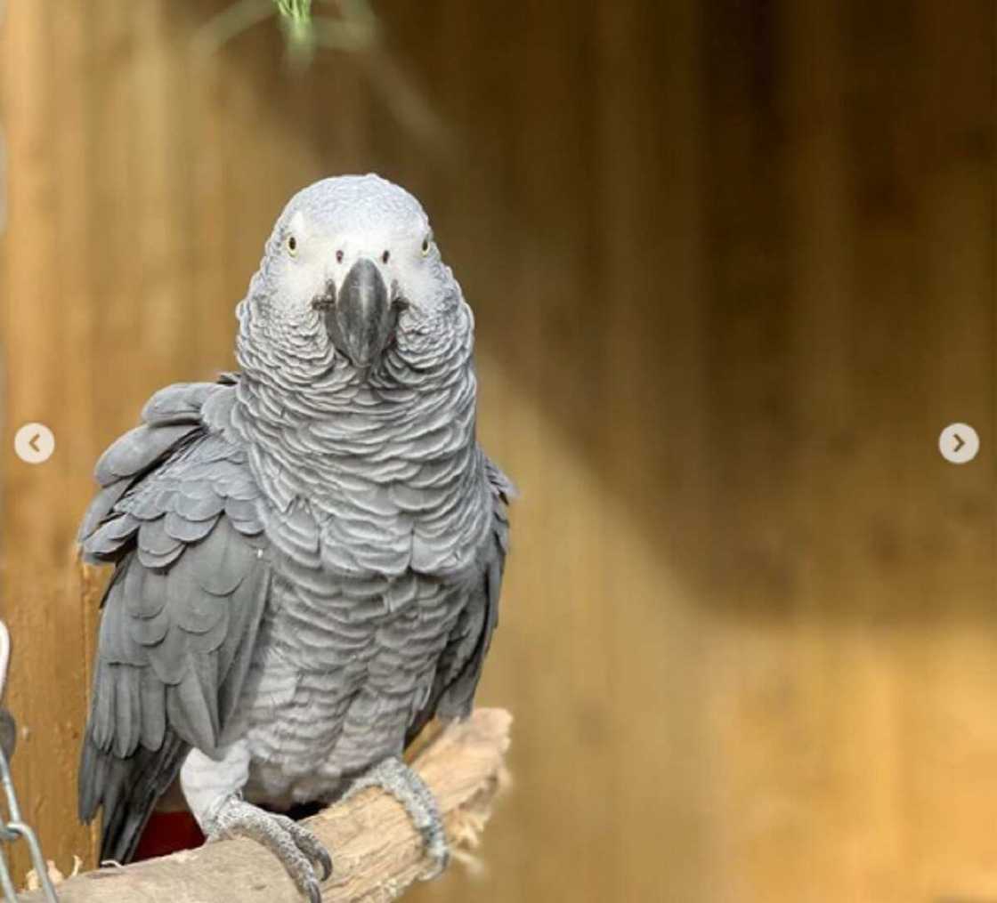 An raba wasu aku 5 a gidan zoo saboda yi wa mutane ashariya (Hotuna)