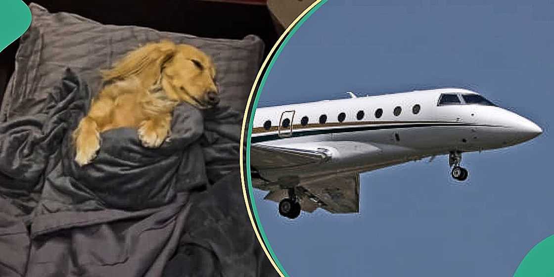 Video as dog sleeps peacefully in business class