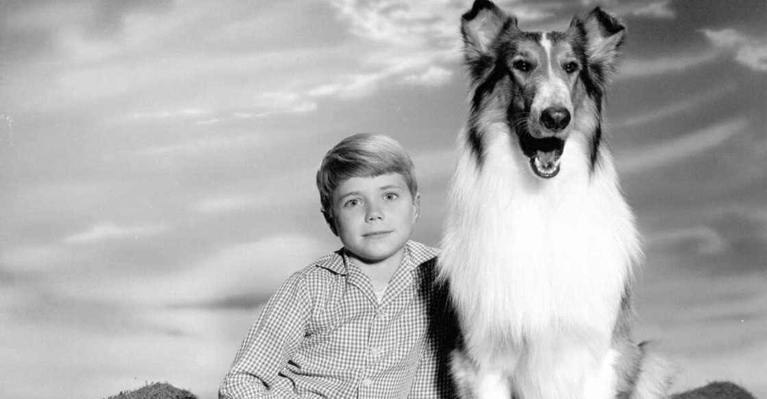 what's the longest running tv show what's the longest running tv show
