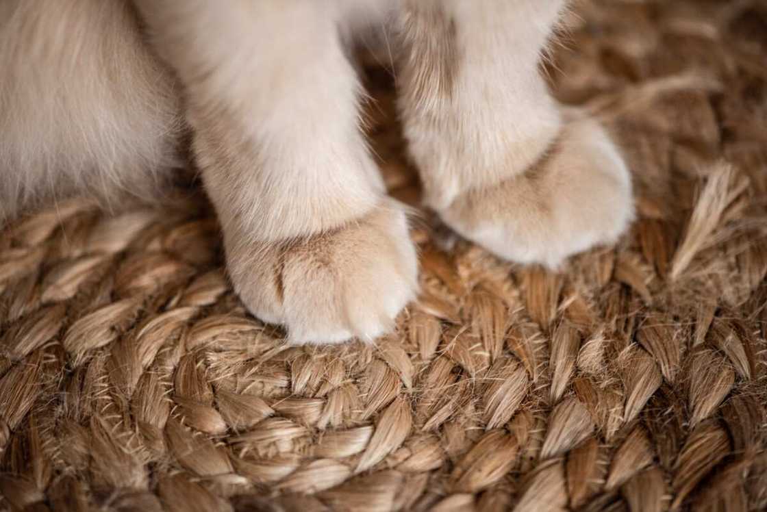 Patte de chat Patte de chat