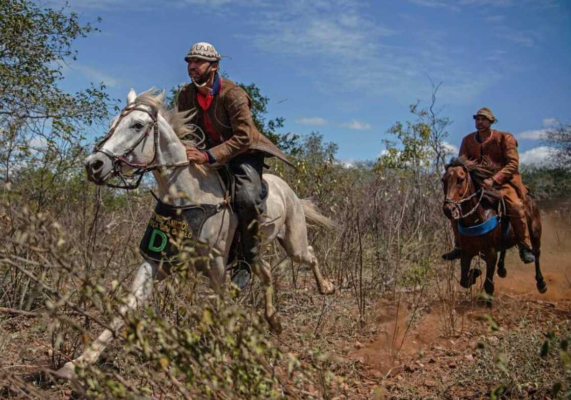 Riders compete in pairs to grab a tag from around a bull's neck as it charges through the harsh, cactus- and thorn-filled scrubland Riders compete in pairs to grab a tag from around a bull's neck as it charges through the harsh, cactus- and thorn-filled scrubland