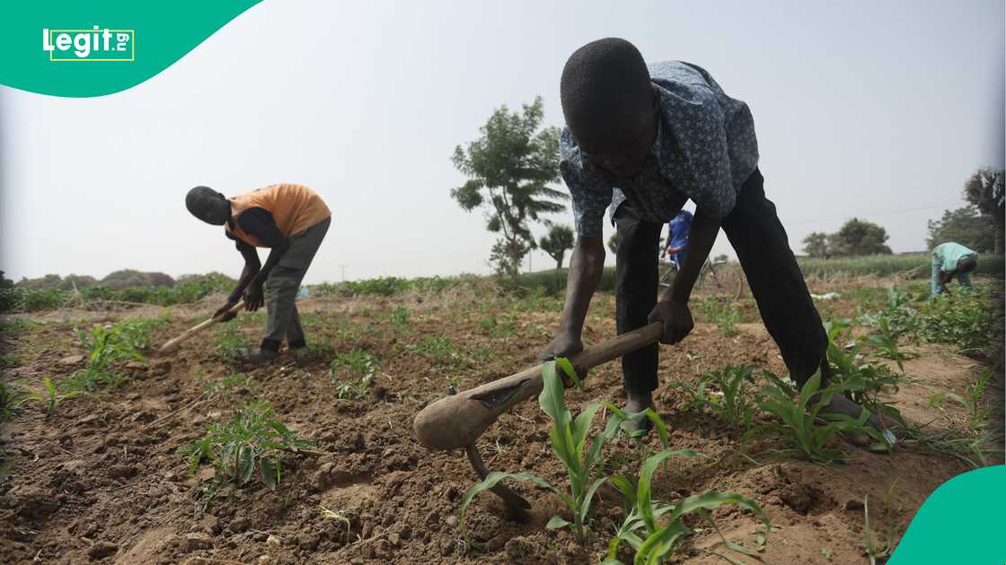 Ministry of Agriculture, Farmers, Federal Government, Kano State Ministry of Agriculture, Farmers, Federal Government, Kano State