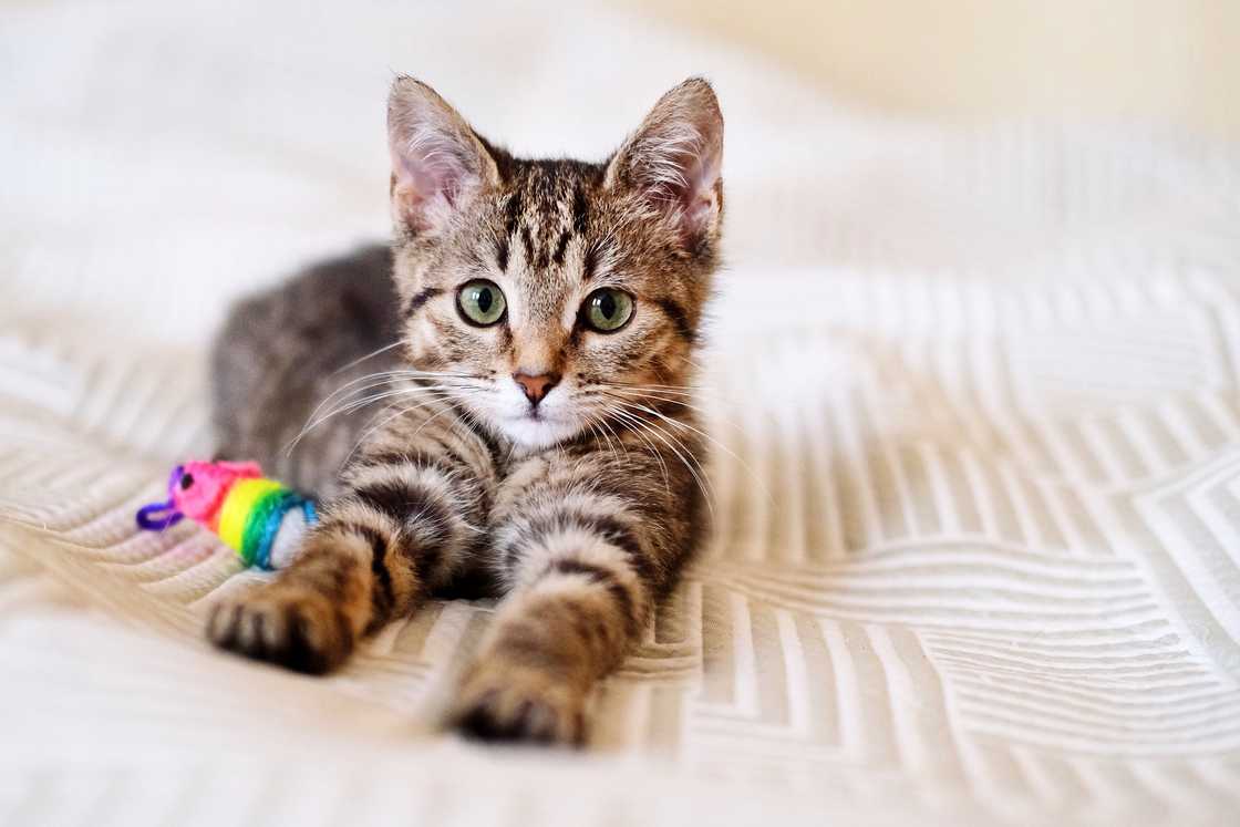 A kitten lying on the sofa